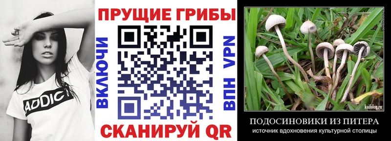 Галлюциногенные грибы мицелий  mega как зайти  Бабаево 